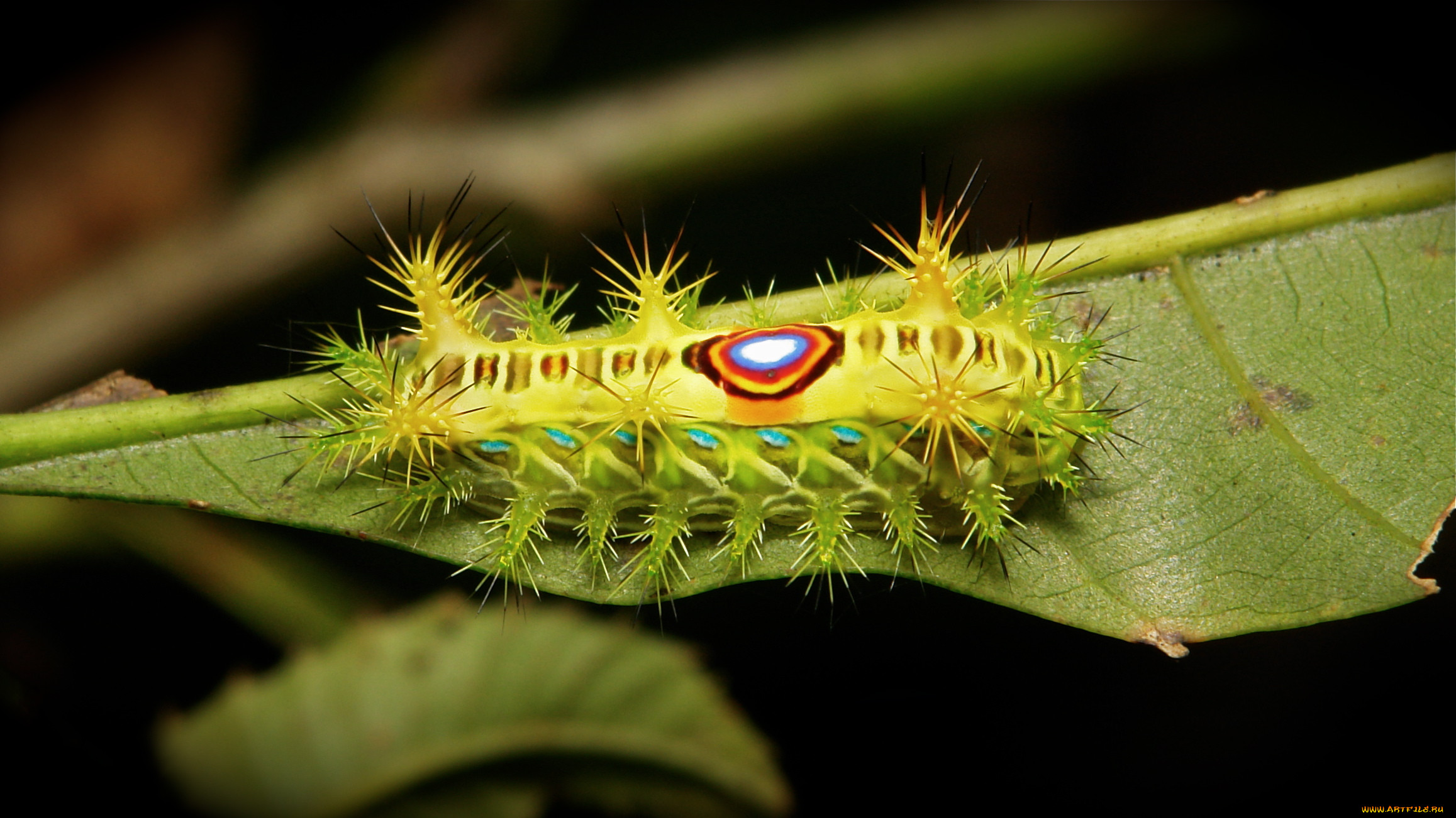 Гусеница бабочки 7. Limacodidae Slug Caterpillar. Cup Moth, Limacodidae. Limacodidae гусеницы. Hemeroplanes triptolemus бабочка.